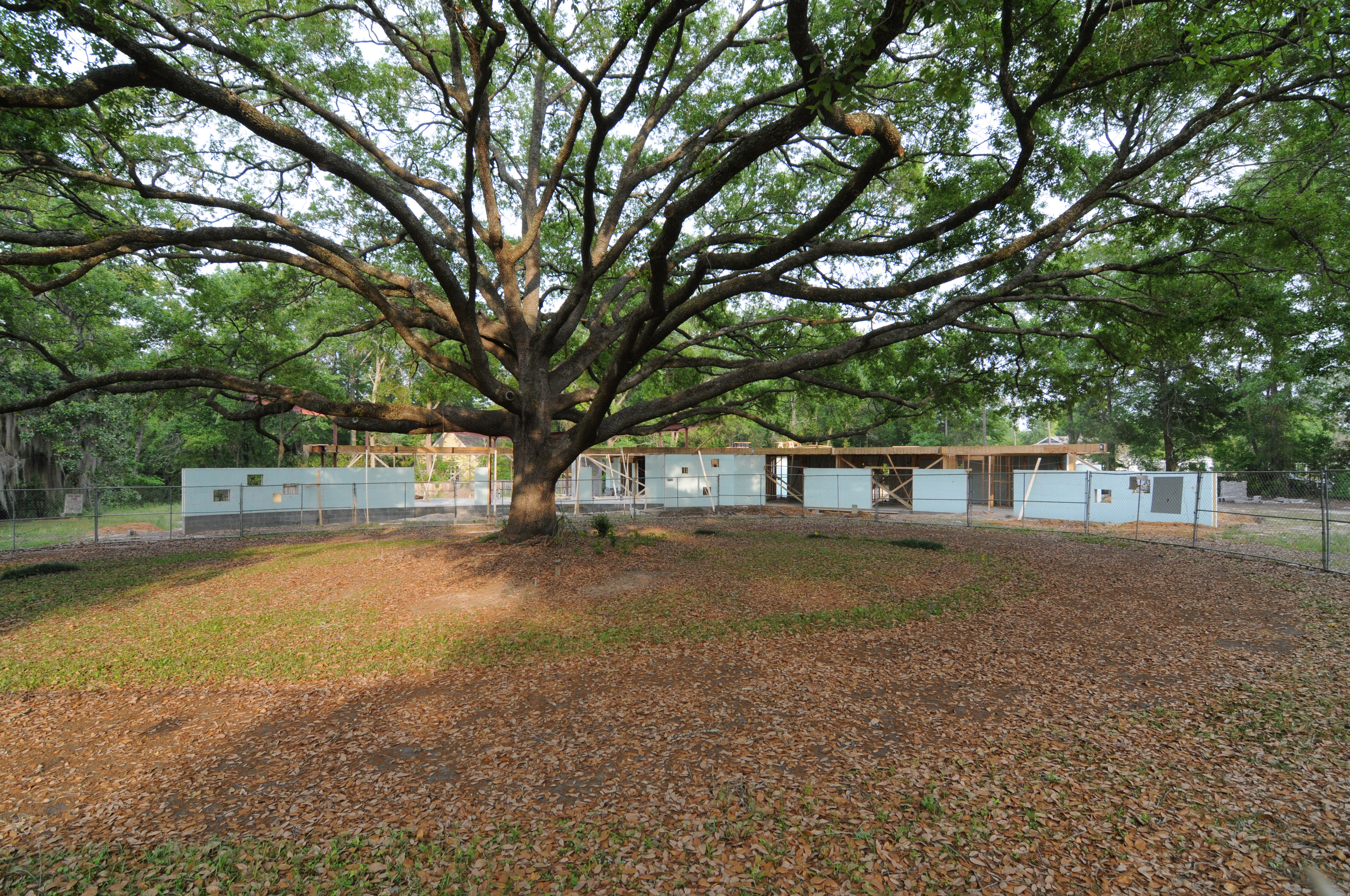 large oak tree in front of icf house